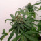 Kaufe Tatanka Pure CBD Samen feminisiert von Royal Queen Seeds