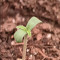 Kaufe Grandmommy Purple Samen feminisiert von Herbies Seeds