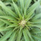 Mimosa Shot Cannabis-Samen Kaufen