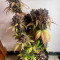 Dark Devil Auto (Sweet Seeds) Cannabis-Samen zu verkaufen
