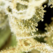Auto Mazar Cannabis-Samen Kaufen