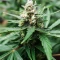 Auto Northern Lights XXL (00 Seeds)