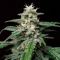 Biscotti Auto (Green House Seeds)