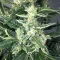 Bruce the Russian (Cream of the Crop Seeds) Cannabis-Samen