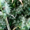 Copacabana Auto (Flash Seeds)