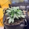 Crème De la Chem Auto (Mephisto Genetics) Cannabis-Samen