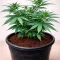 Edam Bomb (Cheese Bomb) (Bomb Seeds) Cannabis-Samen