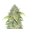 Forgotten Cookies Auto (Mephisto Genetics) Cannabis-Samen