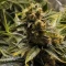 Frosted Guava (Original Sensible Seeds)