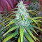 Gorilla Z (Big Head Seeds) Cannabis-Samen