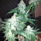 Grandaddy Black (Original Sensible Seeds) Cannabis-Samen