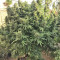 Grandaddy Purple (Big Head Seeds) Cannabis-Samen