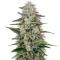 Hawaiian Snow (GHS) Cannabis-Samen