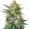 Holy Punch (GHS) Cannabis-Samen