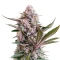 Lemon Tree Auto (Fast Buds)