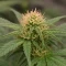 Mango Frost Auto (Fast Buds)