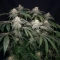 Moonshine Mass (Critical Mass Collective Seeds) Cannabis-Samen