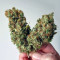 Shiskaberry feminisierte Samen (Barney's Farm)