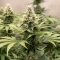 Skunk (Zambeza Seeds) Cannabis-Samen