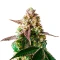 Slurricane Cookies (Dutch Passion)