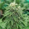 Strawberry AKeil (Serious Seeds) Cannabis-Samen