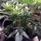 The New (Humboldt Seeds Organization) Cannabis-Samen