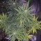 K.O Crop Auto (Cream of the Crop Seeds) Cannabis-Samen