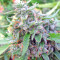 Bangi Haze (Ace Seeds) Cannabis-Samen