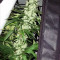 Cheese (Big Buddha Seeds) Cannabis-Samen