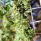 Black Destroyer (Original Sensible Seeds) Cannabis-Samen