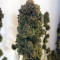Blue Fire (Humboldt Seeds Organization) Cannabis-Samen