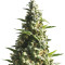 Bubble Bud (Blackskull Seeds) Cannabis-Samen
