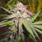Candyland (Grand Daddy Purp) Cannabis-Samen