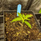 Critical Super Silver Haze (Delicious Seeds)