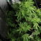 Diesel Auto (G13 Labs) Cannabis-Samen