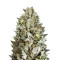 Diesel Drift (Heavyweight Seeds) Cannabis-Samen