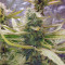 Eleven Roses feminisierte Samen (Delicious Seeds)