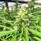 Gorilla Cookies (Big Head Seeds) Cannabis-Samen
