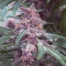 Grizzly Purple Kush (BlimBurn Seeds) Cannabis-Samen