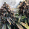 Juicy Lucy Auto (Auto Seeds) Cannabis-Samen