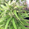 Kali China (Ace Seeds) Cannabis-Samen