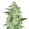 Keramatic Auto (Kera Seeds) Cannabis-Samen