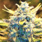 Malawi Breeders Pack regular (Ace Seeds) Cannabis-Samen