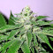 Pakistan Chitral Kush Standard (Ace Seeds) Cannabis-Samen