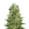 Skunk Automatic (White Label) Cannabis-Samen