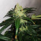 Sour Diesel (BlimBurn Seeds) Cannabis-Samen