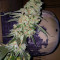 Sour Tangie (Reserva Privada) Cannabis-Samen