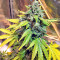 Sticky Fingers Autoflower (Seedstockers) Cannabis-Samen
