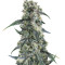 Strawberry Banana (Big Head Seeds) Cannabis-Samen