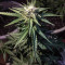Watermelon Z (Pyramid Seeds) Cannabis-Samen